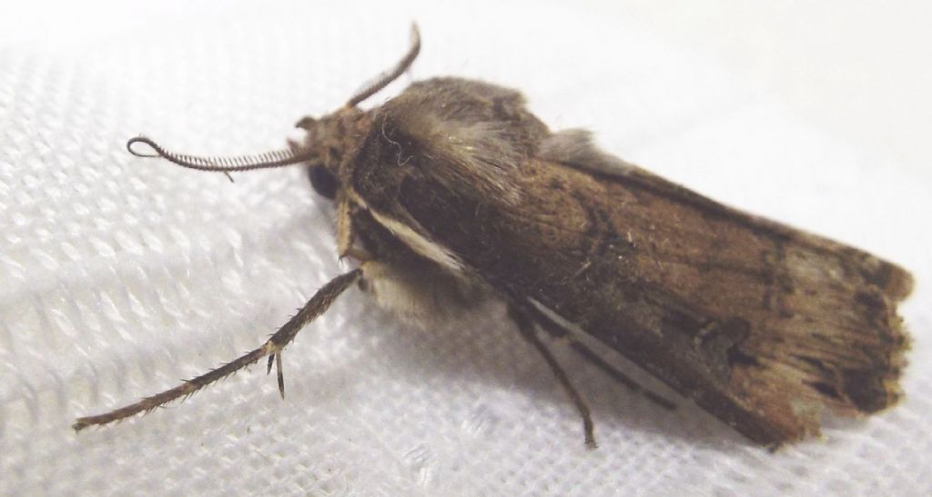 Falena...mummificata:  Agrotis ipsilon (Noctuidae)